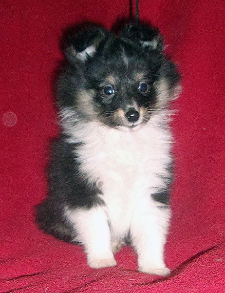  Шелти, щенки в Перми