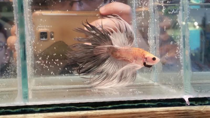  Начать новую тему