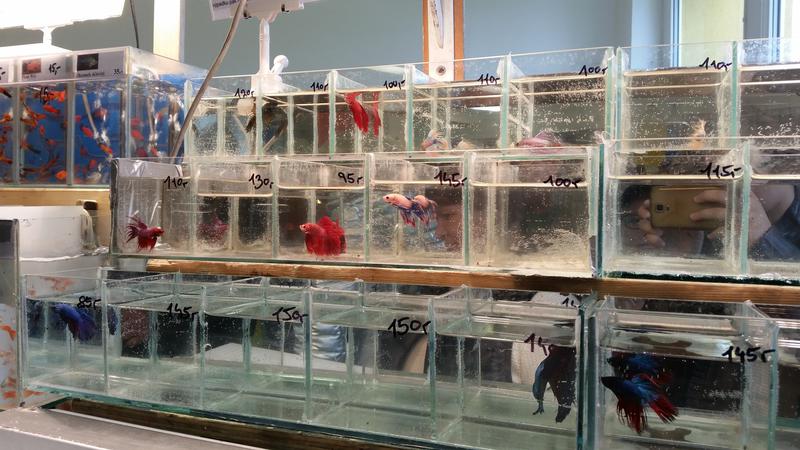  Начать новую тему