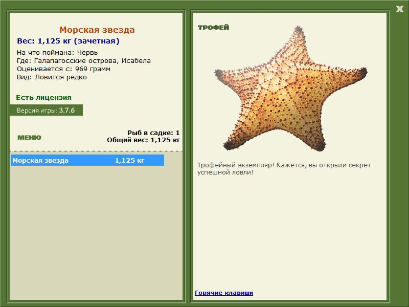 Морская звезда 
