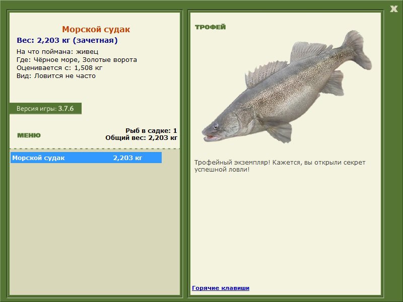 Морской судак 