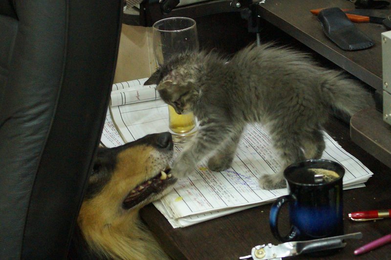  Дети-колли из Тольятти