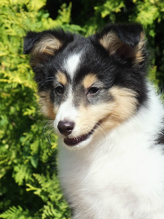  Ларс (Volga Winner Lucas Lorenzo)