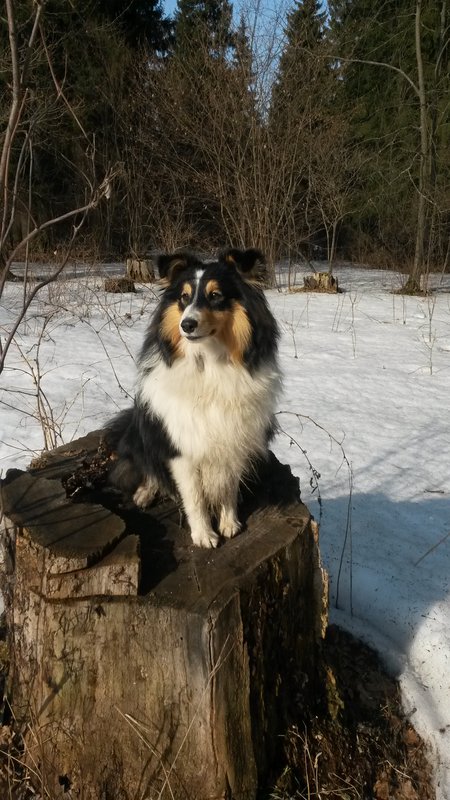  Ларс (Volga Winner Lucas Lorenzo)