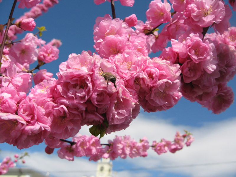 Поздравления - Sakura, с Днем рождения! | Страница 2 | спогрт.рф