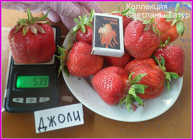 Обсуждение растений из СЗ фриго, кокинская