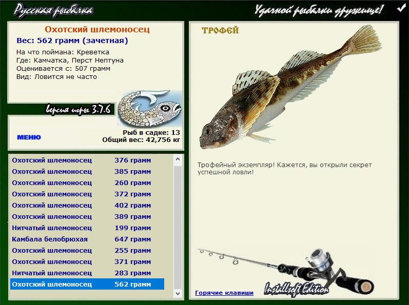 Охотский шлемоносец 