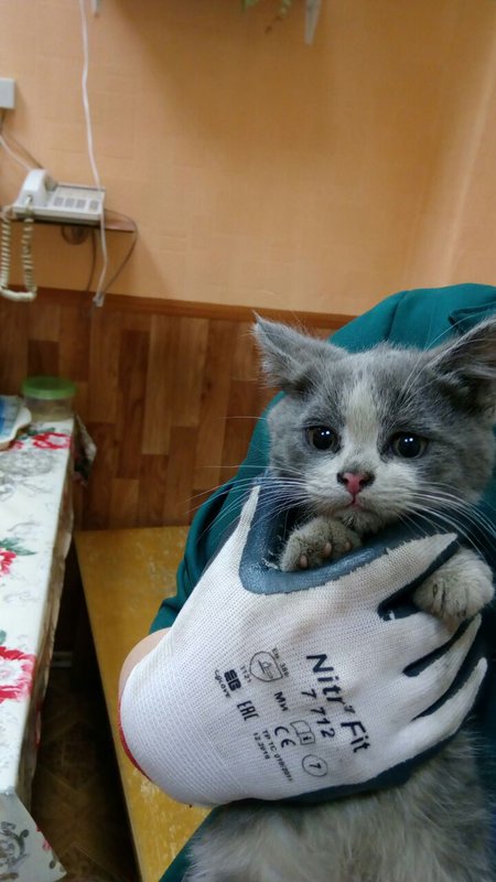  Наши любимые кошки