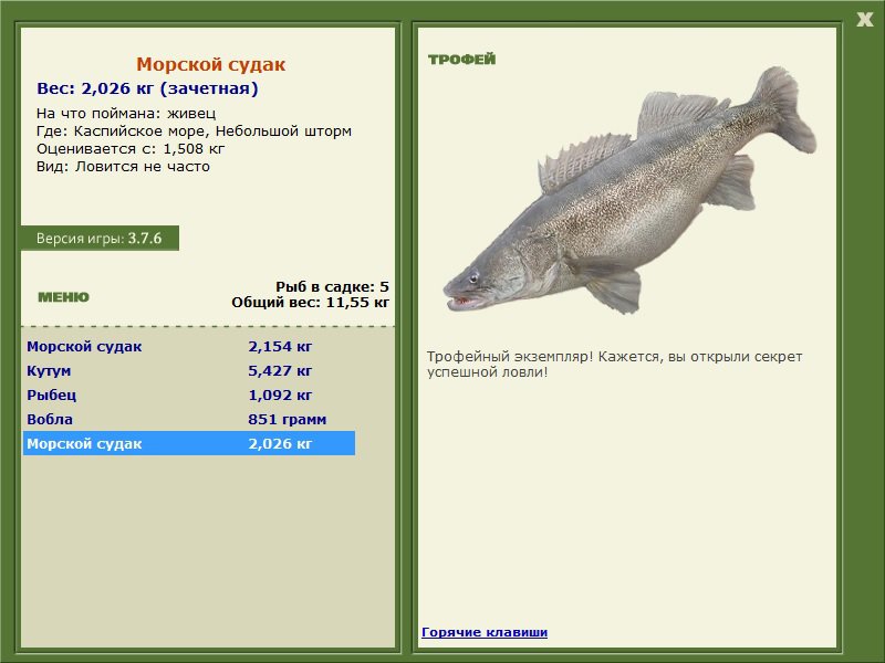 Морской судак 