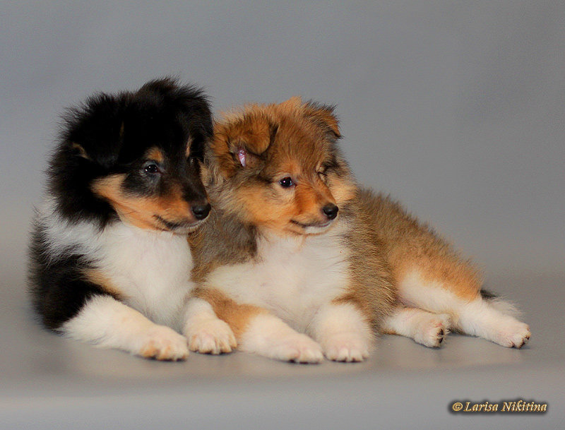 ФОРУМ ЛЮБИТЕЛЕЙ КОЛЛИ И ШЕЛТИ • Просмотр темы Питомник