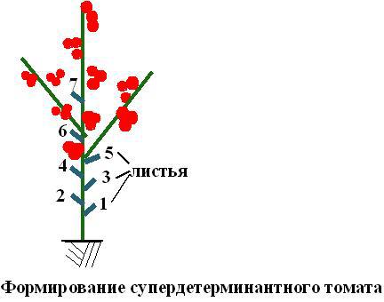 Формирование томатов в 2 стебля в открытом грунте схема