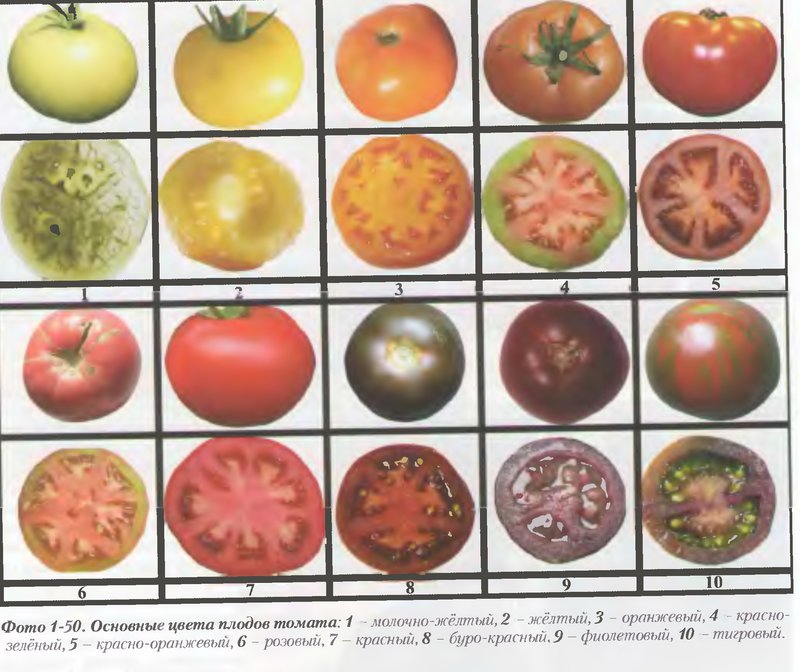 Помидоры все сорта с картинками и названиями