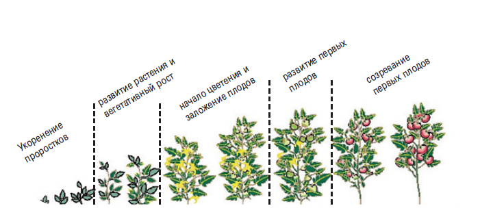 На рисунке изображено растение томата в разные периоды жизни