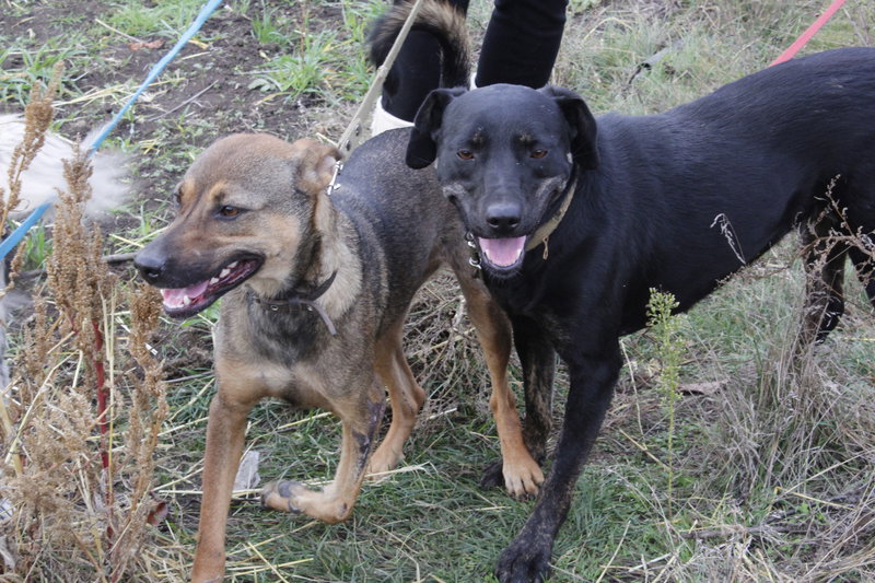 беременная подмашинница с переломами • Темы животных