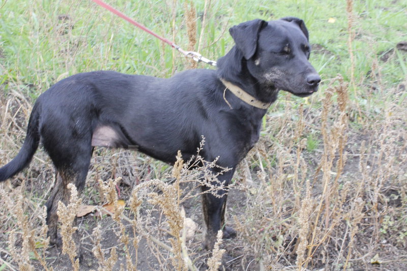  беременная подмашинница с переломами • Темы животных