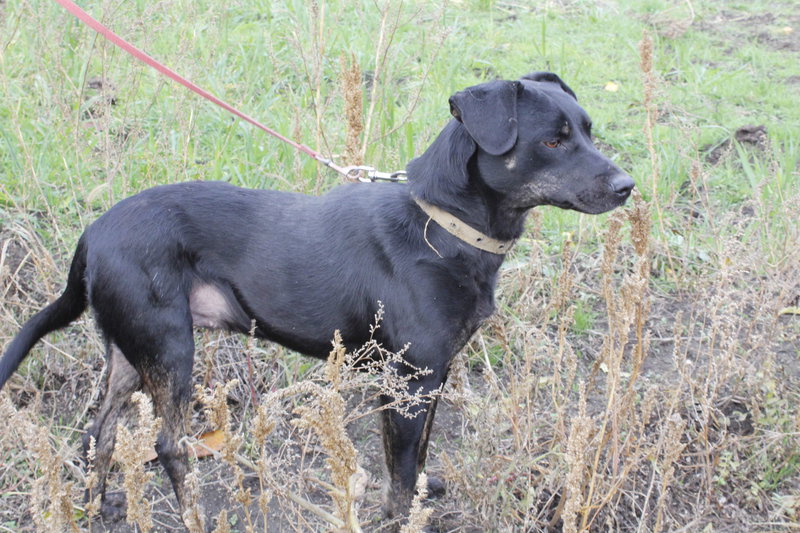  беременная подмашинница с переломами • Темы животных