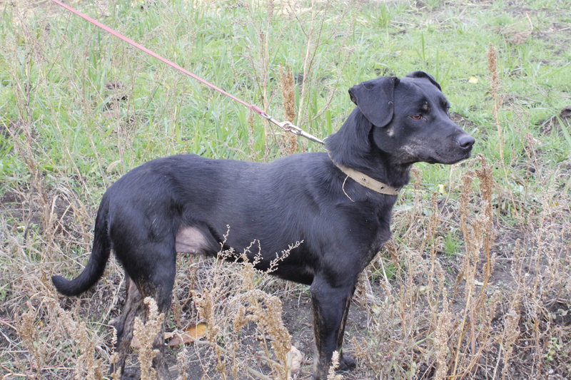  беременная подмашинница с переломами • Темы животных
