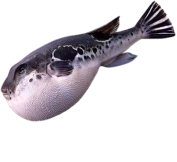 Токсичная рыба (69 фото)