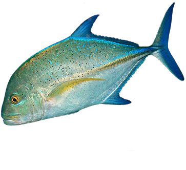 Каранкс Рыба Фото