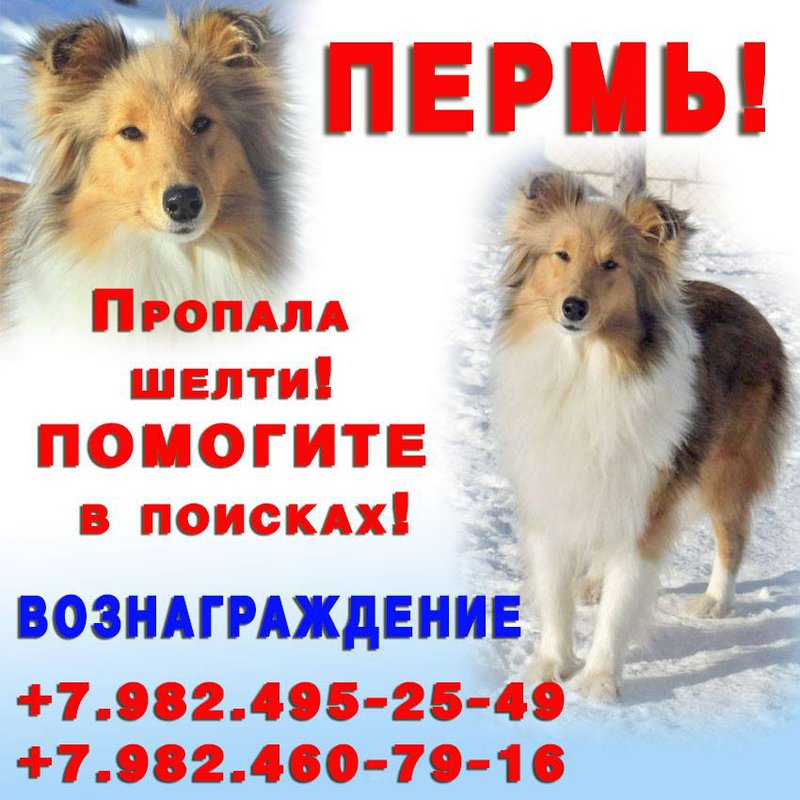 ФОРУМ ЛЮБИТЕЛЕЙ КОЛЛИ И ШЕЛТИ 