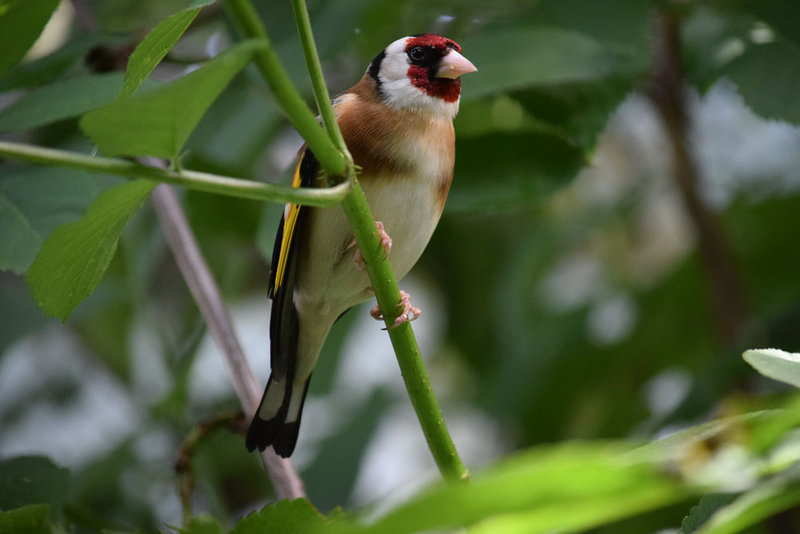 Черноголовый щегол (Carduelis carduelis)