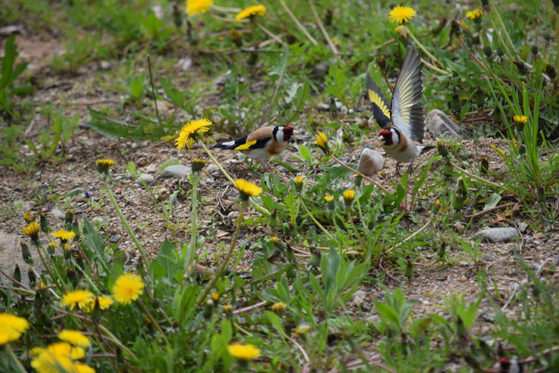 Черноголовый щегол (Carduelis carduelis)