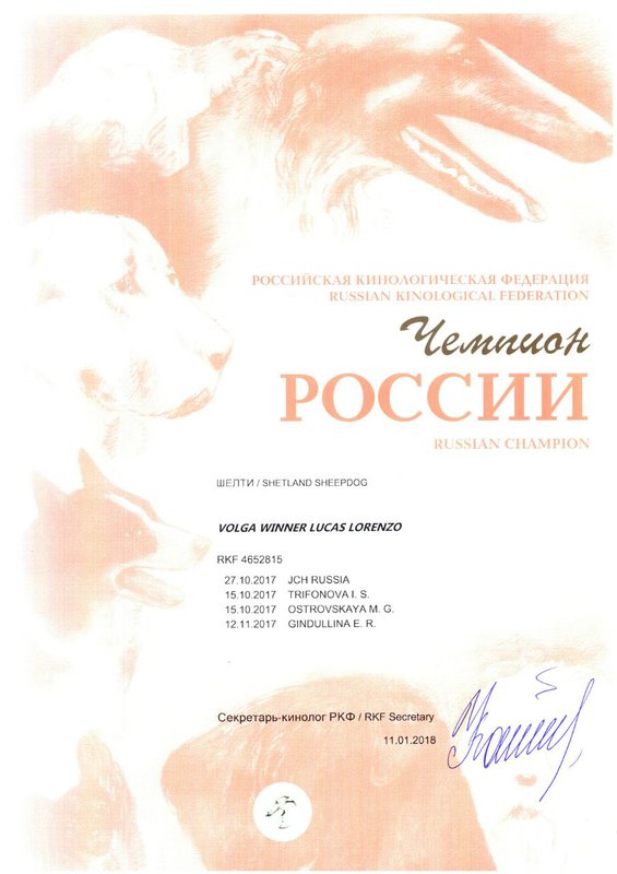 ФОРУМ ЛЮБИТЕЛЕЙ КОЛЛИ И ШЕЛТИ 