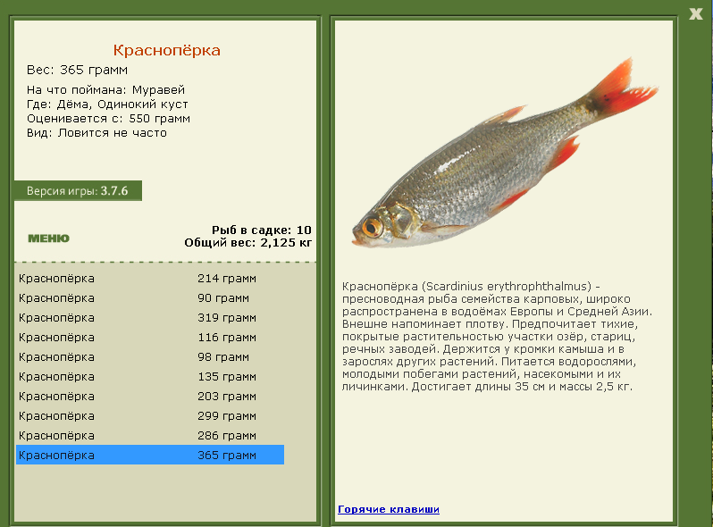 Одинокий куст 