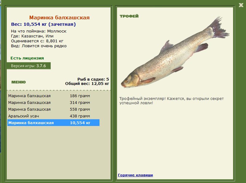 Маринка балхашская 