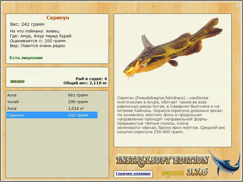 Косатка-скрипун фото и описание - Каталог рыб, смотреть онлайн