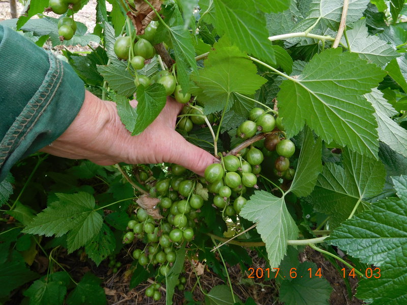 Смородина. Сорта.