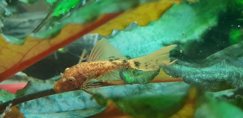  Начать новую тему