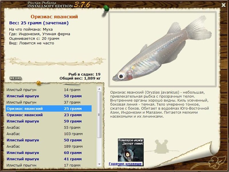 Утиная ферма 