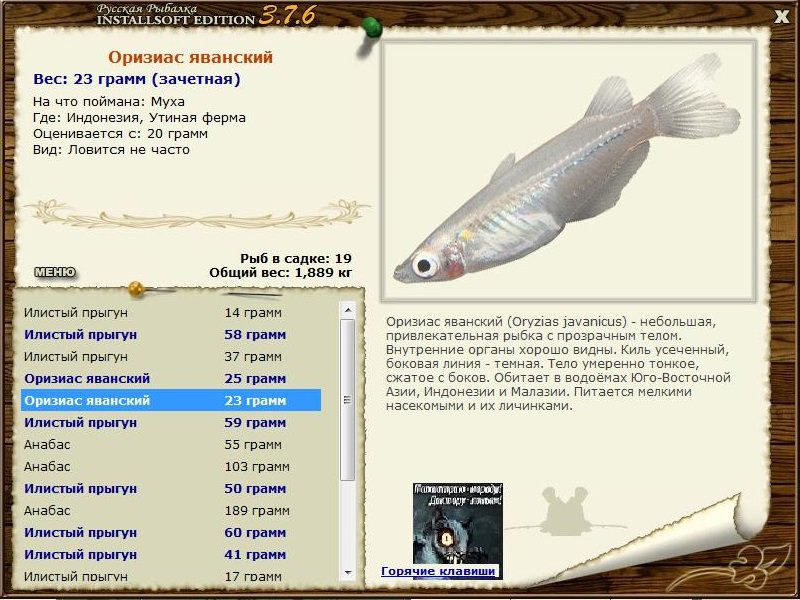 Утиная ферма 
