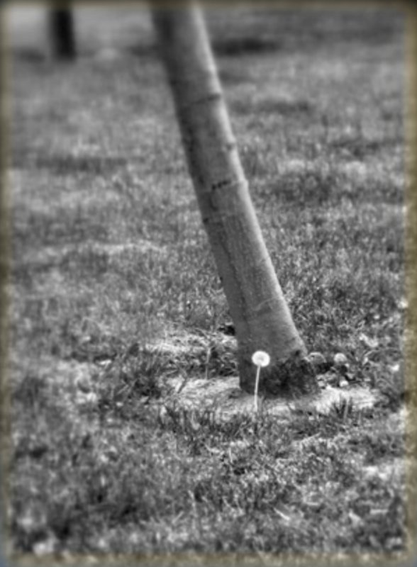 Гравюры, Литографии, Эстампы, Графика