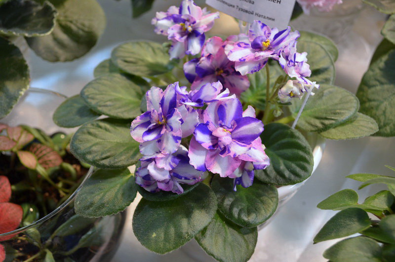 Фиалка Ветер Перемен Описание И Фото – Telegraph