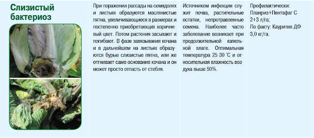 Бактериоз капусты - лечение и методы борьбы с болезнями сельско-хозяйственных ку