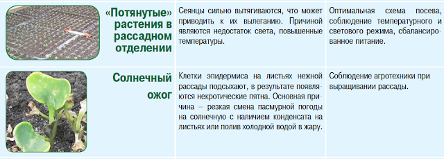 Схема посадки капусты белокочанной в открытом грунте средней