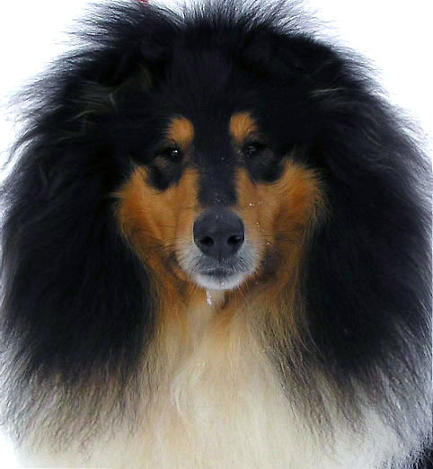  Обновления на сайте питомника \\