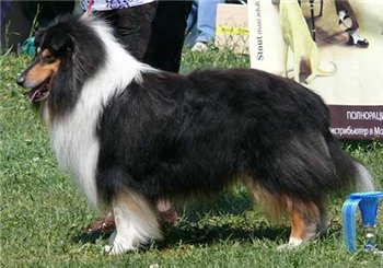 ФОРУМ ЛЮБИТЕЛЕЙ КОЛЛИ И ШЕЛТИ 