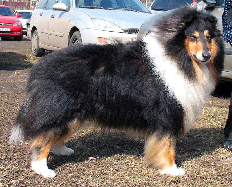 ФОРУМ ЛЮБИТЕЛЕЙ КОЛЛИ И ШЕЛТИ 