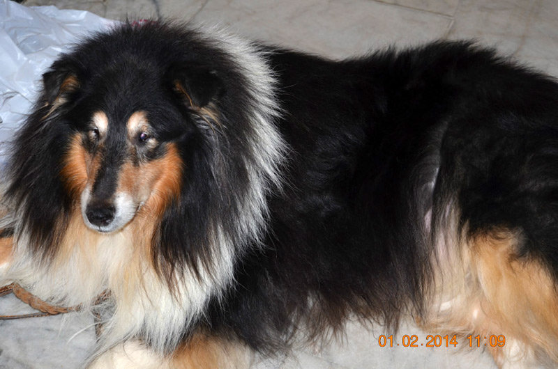 ФОРУМ ЛЮБИТЕЛЕЙ КОЛЛИ И ШЕЛТИ 