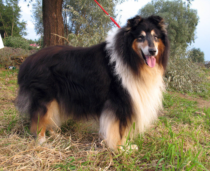 ФОРУМ ЛЮБИТЕЛЕЙ КОЛЛИ И ШЕЛТИ 