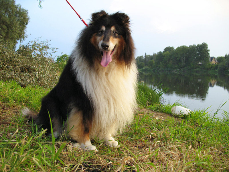 ФОРУМ ЛЮБИТЕЛЕЙ КОЛЛИ И ШЕЛТИ 