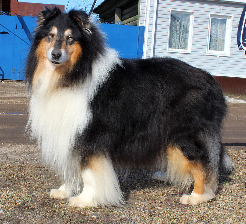 ФОРУМ ЛЮБИТЕЛЕЙ КОЛЛИ И ШЕЛТИ 