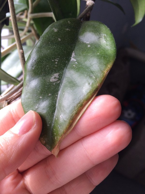 Pin on Hoya/ porslinsblomma in 2025 Room with plants, Hoya plants, Indoor plants