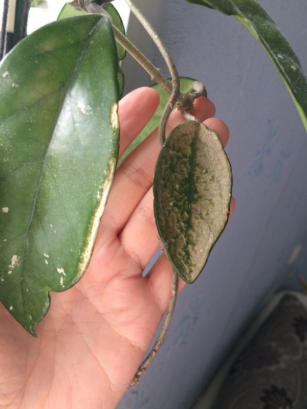 Hoya caudata Showing the Entire Plant - May 2013 Exotic plants, Hoya plants, Unu