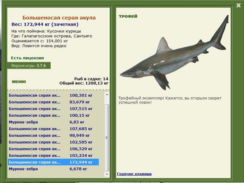 Большеносая серая акула 