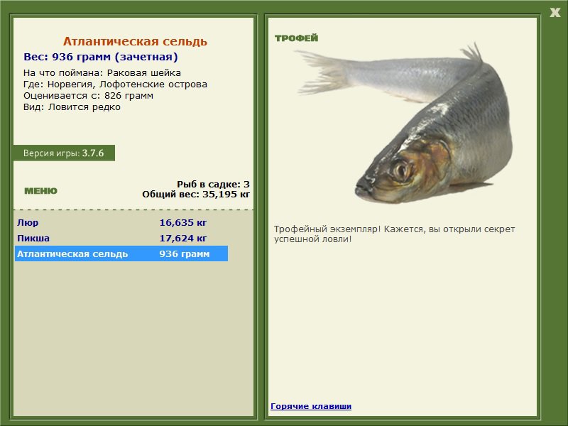 Атлантическая сельдь 