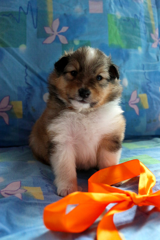  Щенки шелти. Рыжие, черные. Помощь в доставке